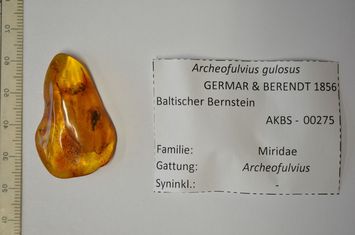 Vorschaubild Bernstein m. Archeofulvius